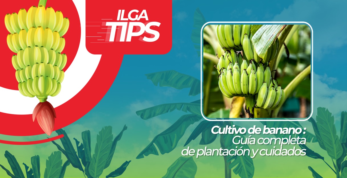 Cultivo De Banano Gu A Completa De Plantaci N Y Cuidados Ilga