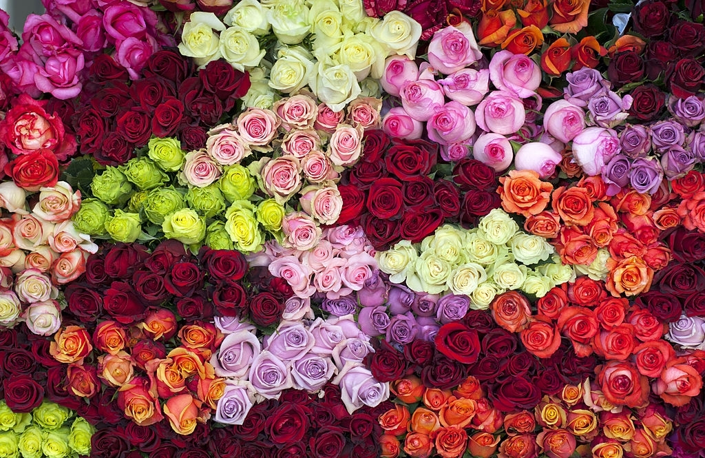 flores de Ecuador