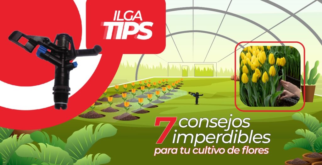 ILGATIPS - cultivo de flores