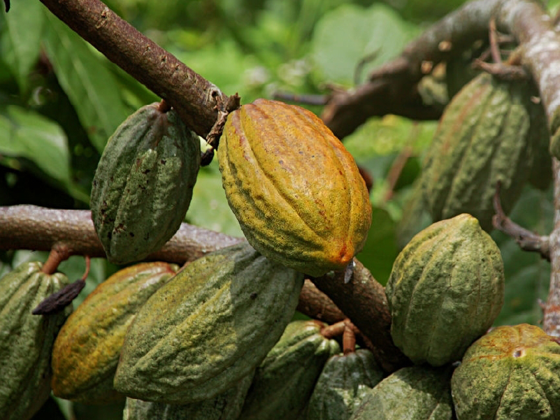 Cultivo de cacao vainas