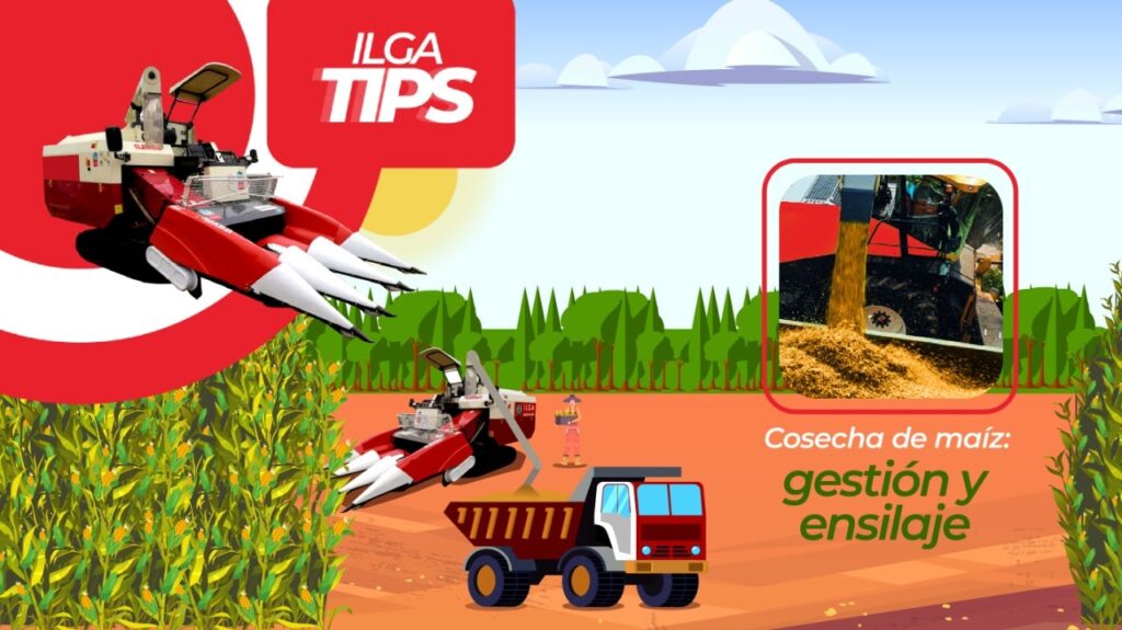 Cosecha de maíz