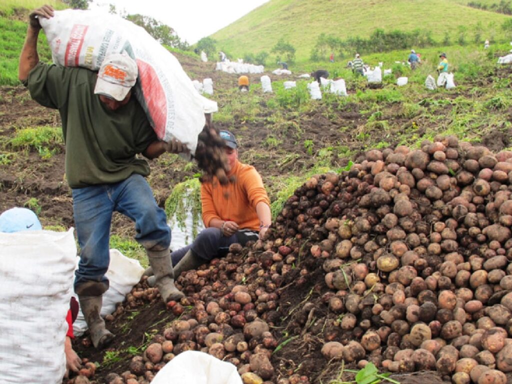 Cultivo de papa propiedades y siembra en Ecuador - ILGA Importadora (1)