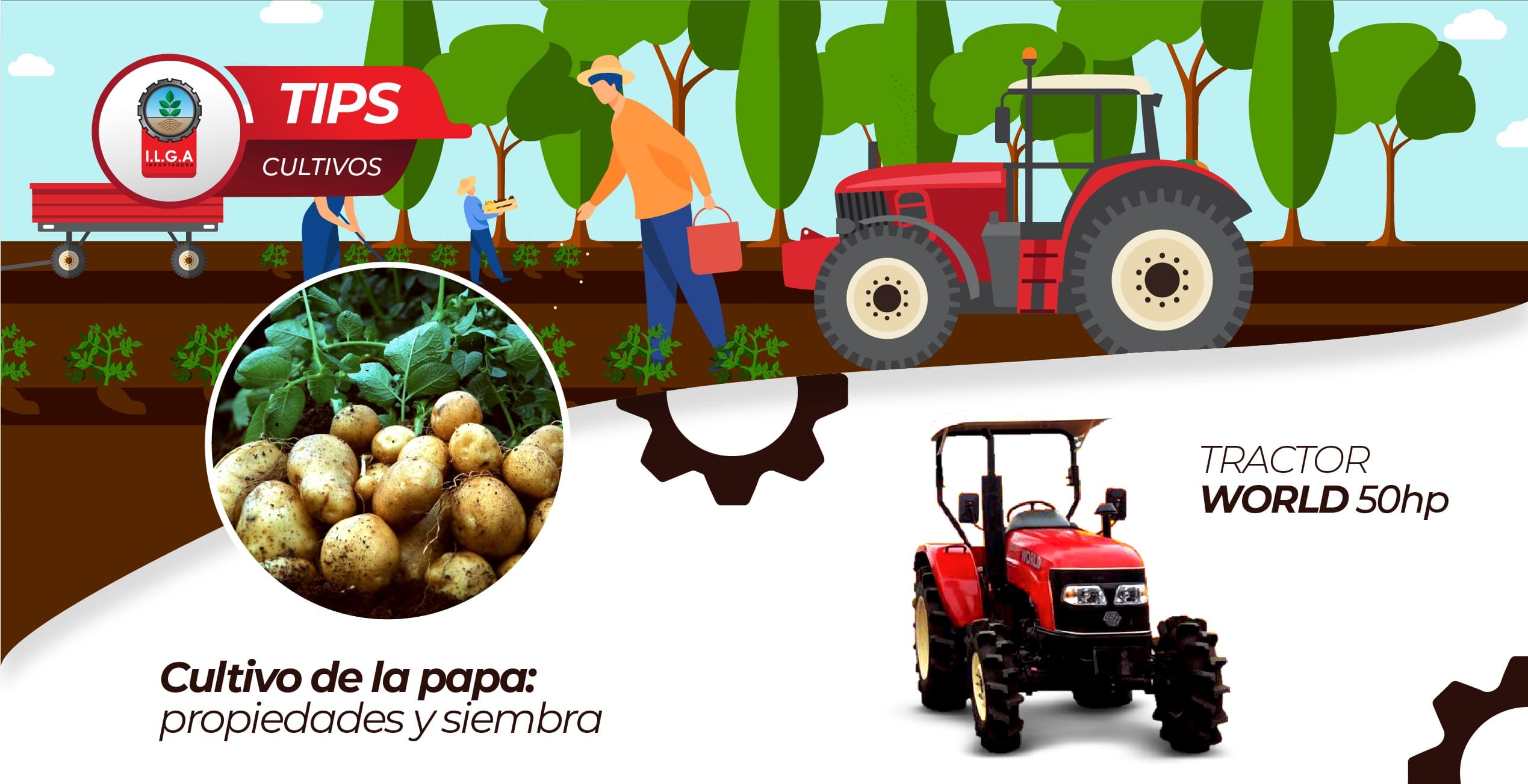 Cultivo de la papa: propiedades y siembra - ILGA Importadora
