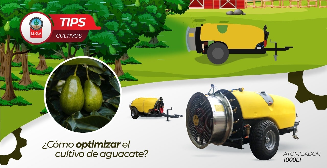 cultivo de aguacate