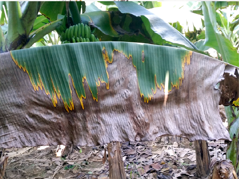 hojas marchitas de banano por hongo fusarium