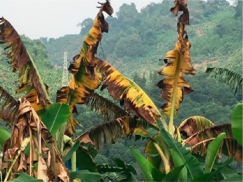 señales de fusarium raza 4 en cultivos de banano