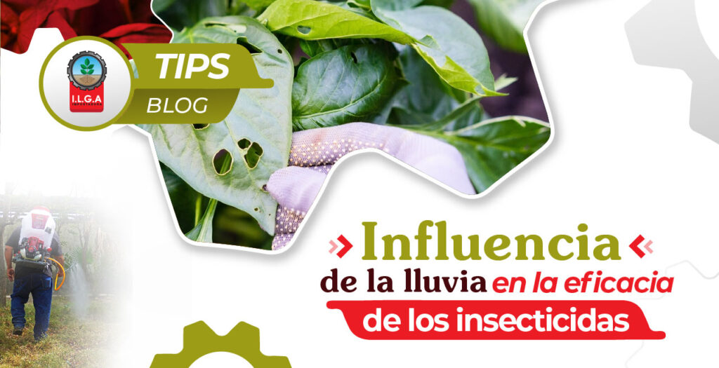 influencia de la lluvia en la eficacia de los insecticidas